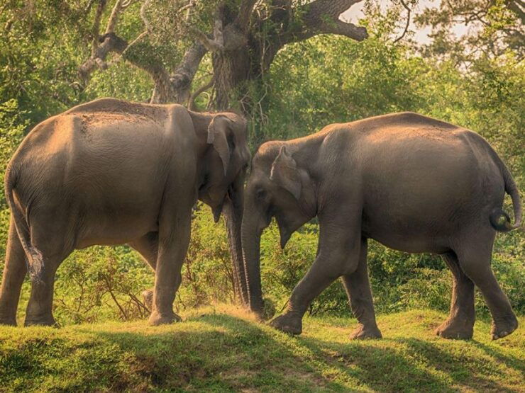 Yala National Park:Thrilling Private Half-Day Leopard Safari - Activity Details