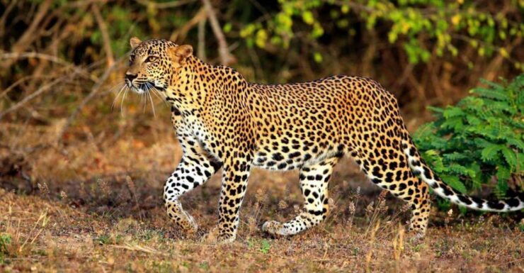 Yala National Park:Thrilling Private Half-Day Leopard Safari - Incredible Wildlife Encounters