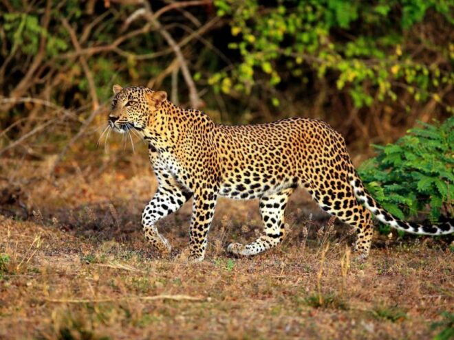 Yala National Park:Thrilling Private Half-Day Leopard Safari - Exploring Yala National Park