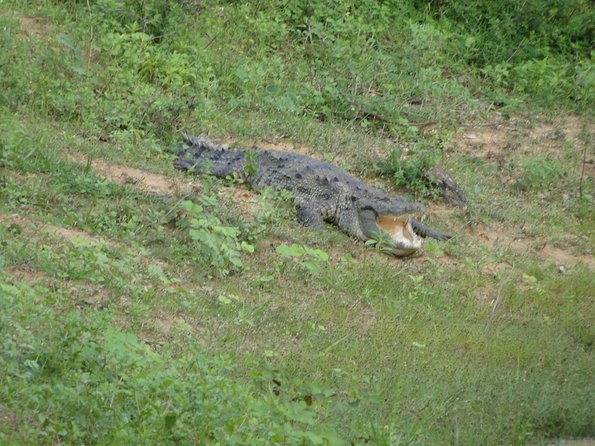 Yala One Day Tour - Wildlife Safari Experience