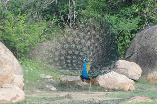 Yala One Day Tour - Best Time to Visit Yala