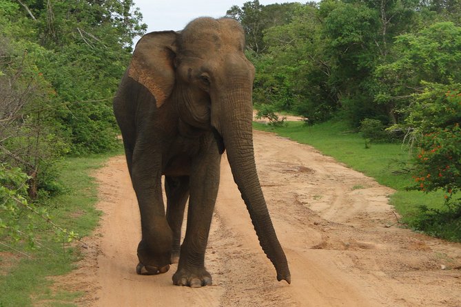 Yala One Day Tour - Yala Park Entrance Fees and Permits
