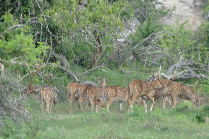 Yala One Day Tour - How to Book Your Yala One Day Tour