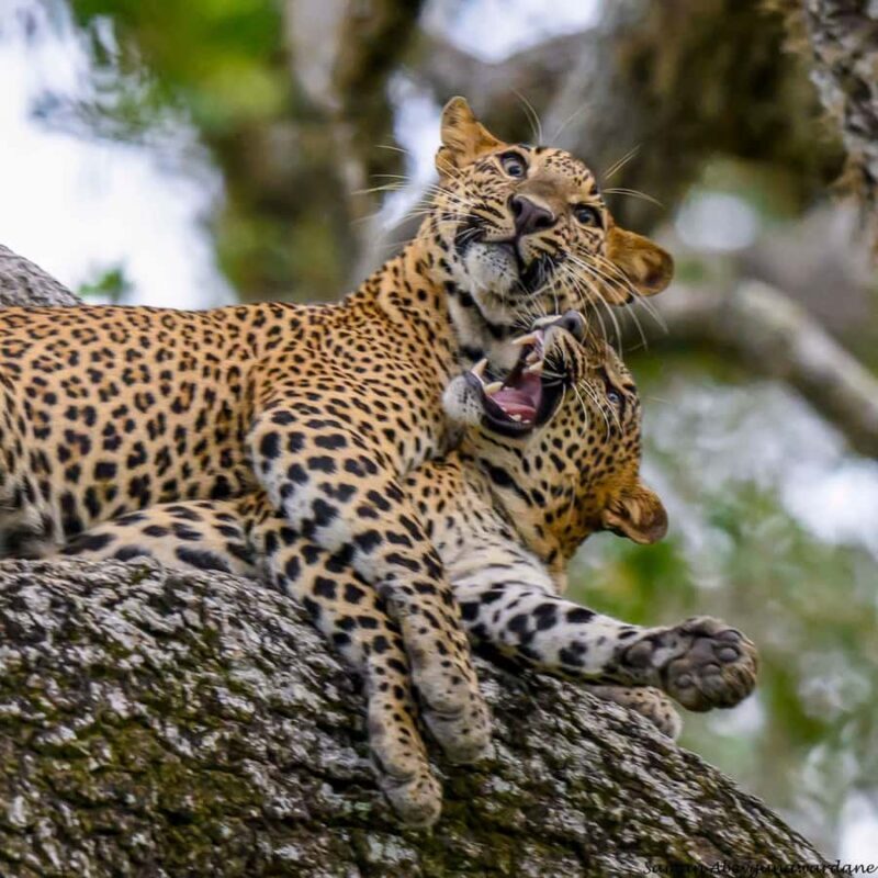 Yala Osha Safari Half day/Full day with Meals - An In-Depth Look at the Yala Osha Safari Experience  