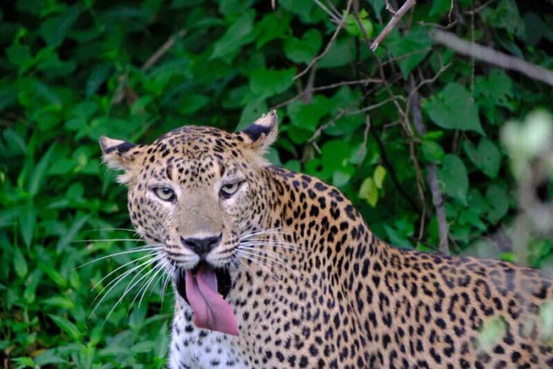 Yala Osha Safari Half day/Full day with Meals - Who Will Love This Safari?  