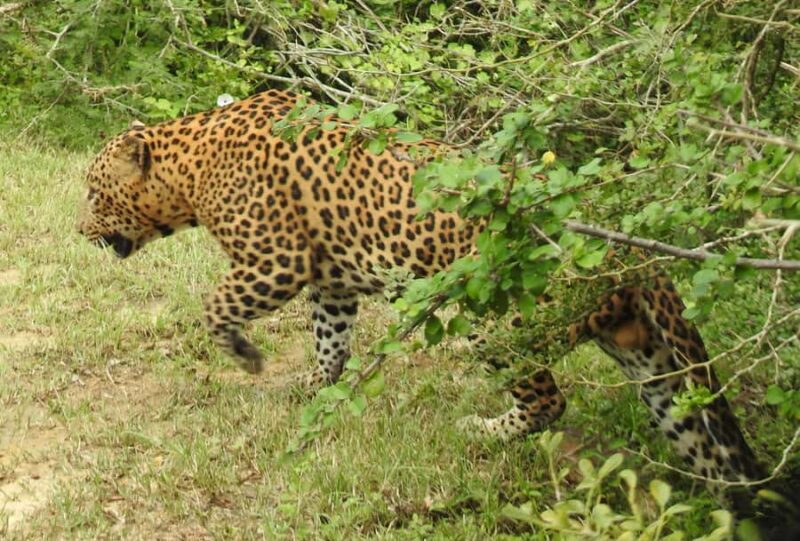 Yala Osha Safari Half day/Full day with Meals - FAQ  