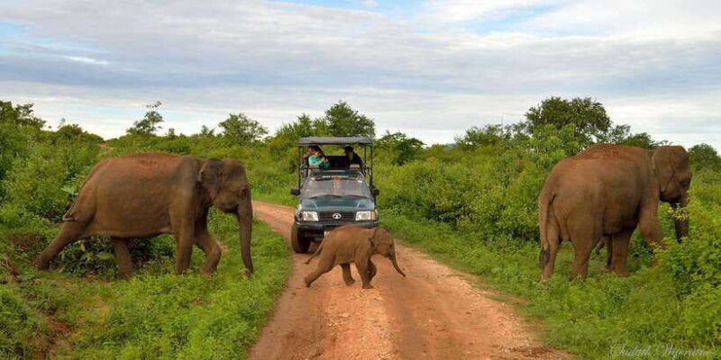Yala: Private Safari Day Trip with Lunch & Entry Fees - Final Thoughts: Who Is This Tour Best For?