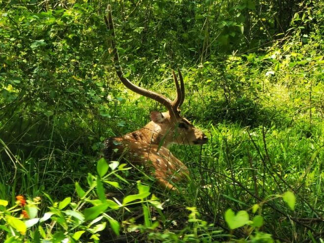 Yala Private Safari | Full Day | Guided by a Professional - Schedule and Rest Period