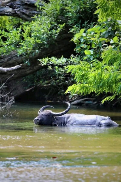 Yala Private Safari | Full Day | Guided by a Professional - Wildlife Observation Highlights
