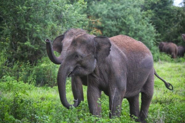 Yala Private Safari | Full Day | Guided by a Professional - Booking Process