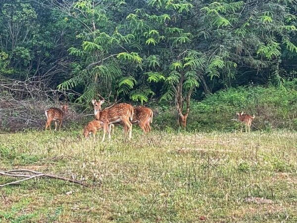 Yala Private Safari | Full Day | Guided by a Professional - Tips for a Successful Safari