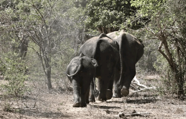 Yala Private Safari | Full Day | Guided by a Professional - Frequently Asked Questions