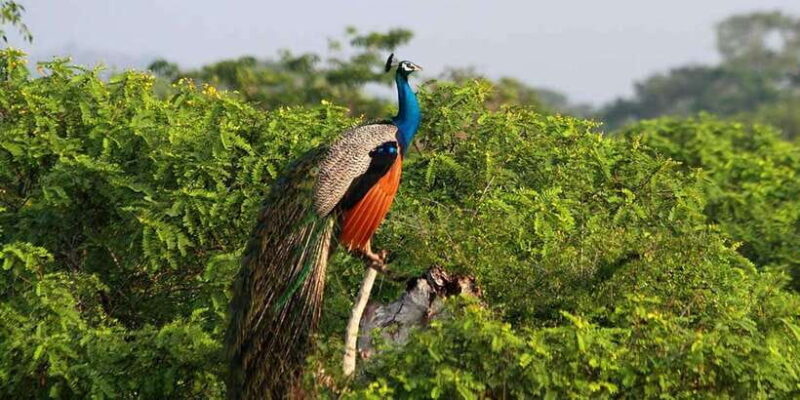 Yala Private Safari: Half-Day or Full-Day with Picnic Lunch - Good To Know