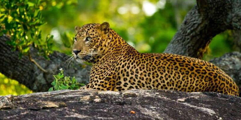 Yala Private Safari: Half-Day or Full-Day with Picnic Lunch - Who Should Book This Safari?