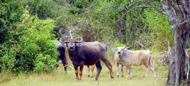 Yala Private Safari: Half-Day or Full-Day with Picnic Lunch - FAQs About the Yala Private Safari