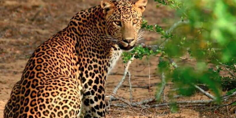 Yala Private Safari: Half-Day or Full-Day with Picnic Lunch - Good To Know