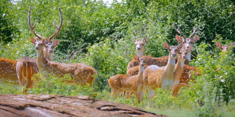 Yala Private Safari: Half-Day or Full-Day with Picnic Lunch - FAQ