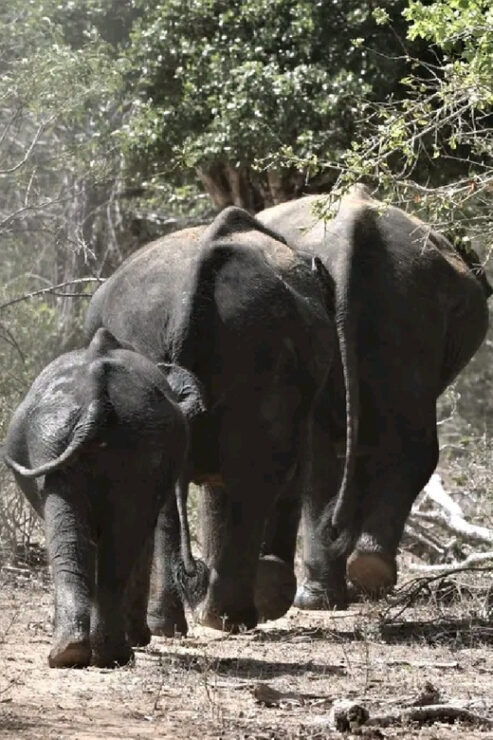 Yala Private Safari Tour Guided by a Professional - Tour Inclusions