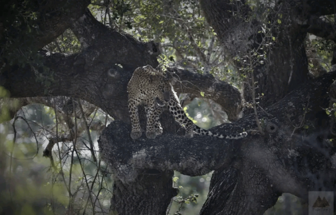Yala Private Safari Tour Guided by a Professional - Itinerary Details