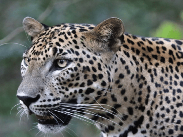 Yala Private Safari Tour Guided by a Professional - Customer Reviews