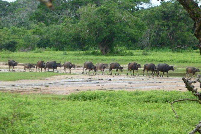 Yala Safari (01 Day Tour) - No. 01 Wild Safari in Sri Lanka - Overview of Yala National Park
