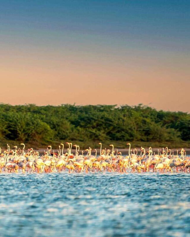 Yala Safari : 7 & 12-Hour Leopard Jeep Tours with Breakfast - The Sum Up