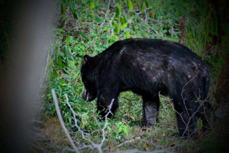 Yala Safari : 7 & 12-Hour Leopard Jeep Tours with Breakfast - Good To Know