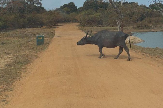 Yala Safari Day Tour - The Sum Up: Is the Yala Safari Day Tour Worth It?