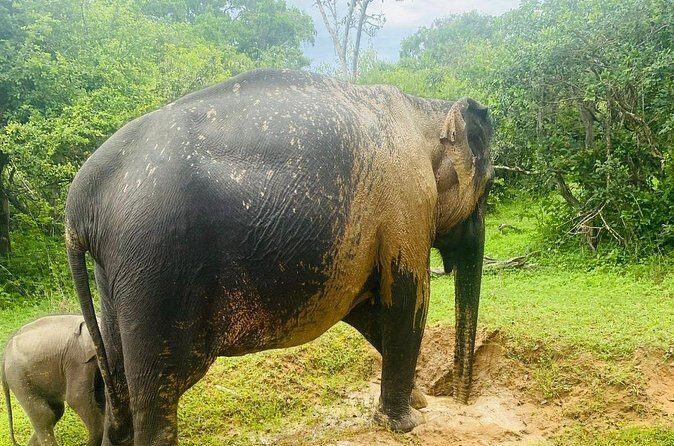 Yala Safari Day Tour - FAQs