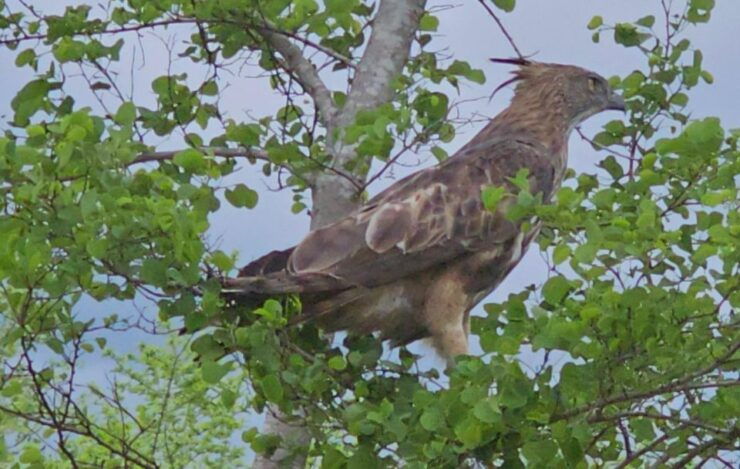 Yala Safari Day Tour From Bentota/Aluthgama/Ahungalla - Tour Overview