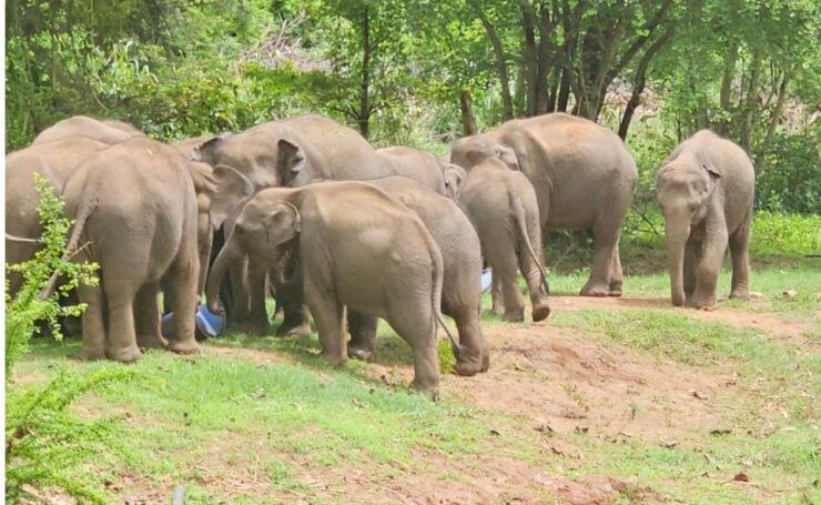 Yala Safari Day Tour From Bentota/Aluthgama/Ahungalla - Pickup and Drop-off Locations
