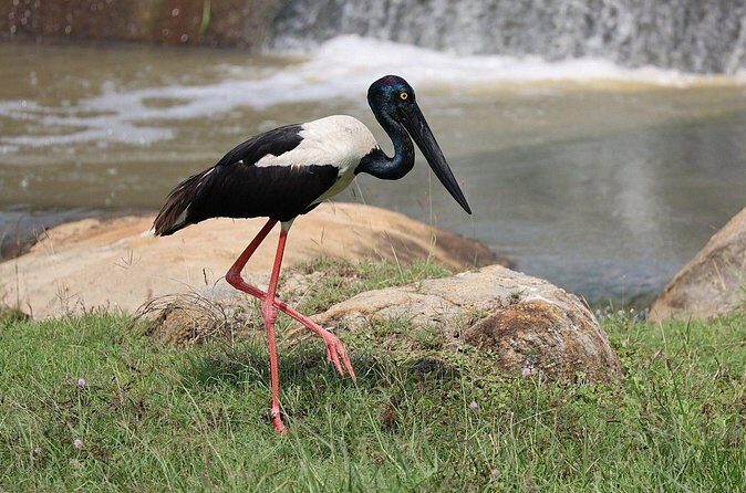 Yala Safari Day Trip from Bentota/ Kalutara/ Ahungalla/ Hikkaduwa - The Sum Up