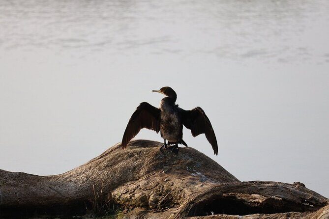 Yala Safari Day Trip from Bentota/ Kalutara/ Ahungalla/ Hikkaduwa - The Beginning: Early Starts and Pickups