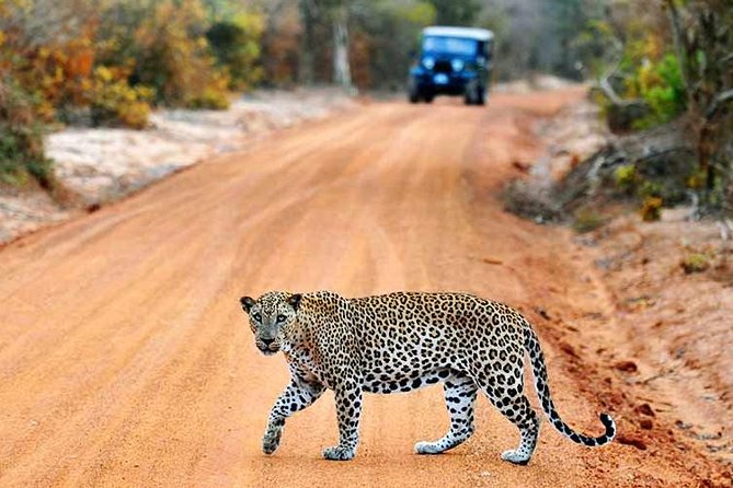 Yala Safari Day Trip From Ella With Various Drop-Off Options - Good To Know