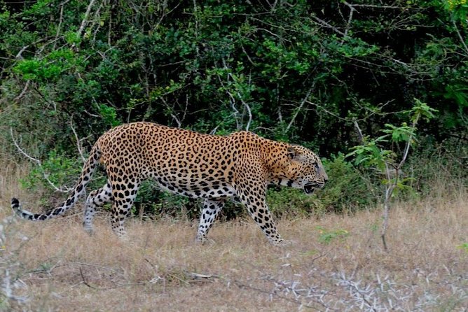 Yala Safari Day Trip From Ella With Various Drop-Off Options - Activity Logistics and Additional Info