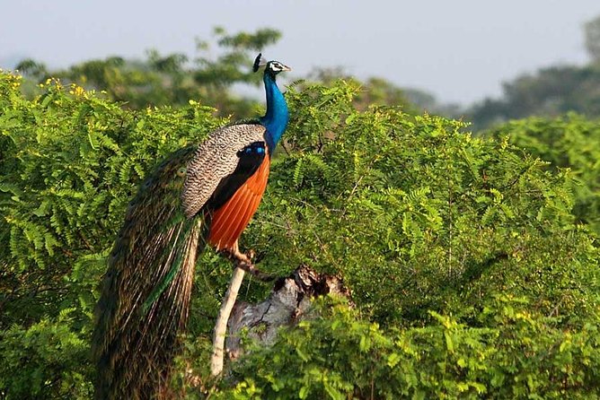 Yala Safari Day Trip From Ella With Various Drop-Off Options - Directions for Cancellation and Weather Policy