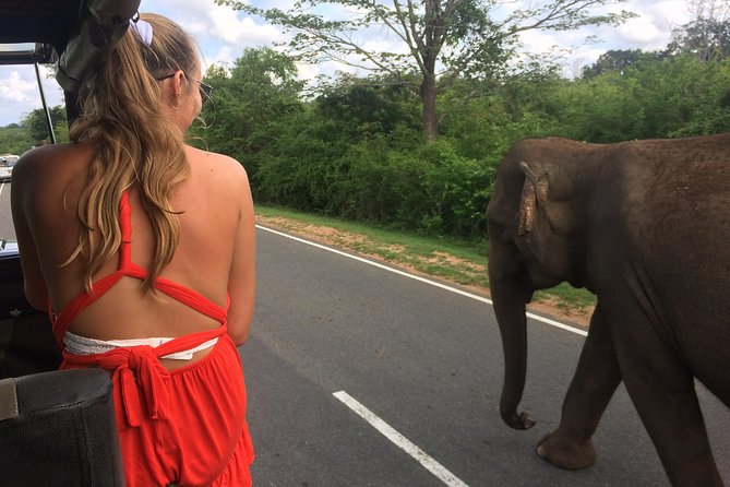 Yala Safari Drive From Galle, Weligama, Mirissa & Dickwella - Safari Overview