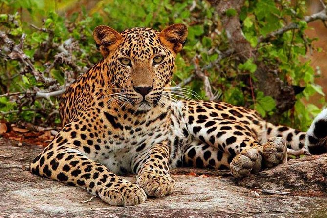 Yala Safari Drive From Galle, Weligama, Mirissa & Dickwella - Traveler Photos