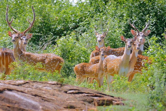 Yala Safari Drive From Galle, Weligama, Mirissa & Dickwella - Directions