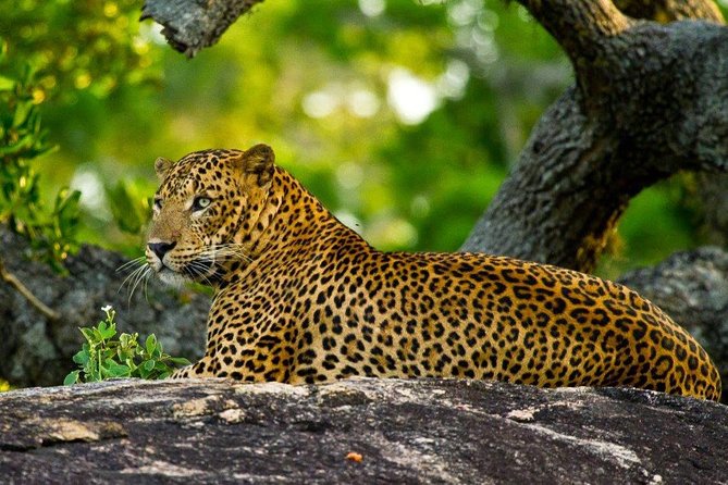 Yala Safari From Hambantota Port (Shore Excursion) - Pricing and Booking