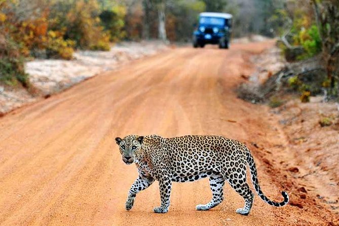 Yala Safari From Hambantota Port (Shore Excursion) - Overview of Yala National Park Safari