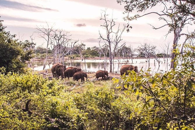 Yala Safari From Hambantota Port (Shore Excursion) - Cancellation Policy