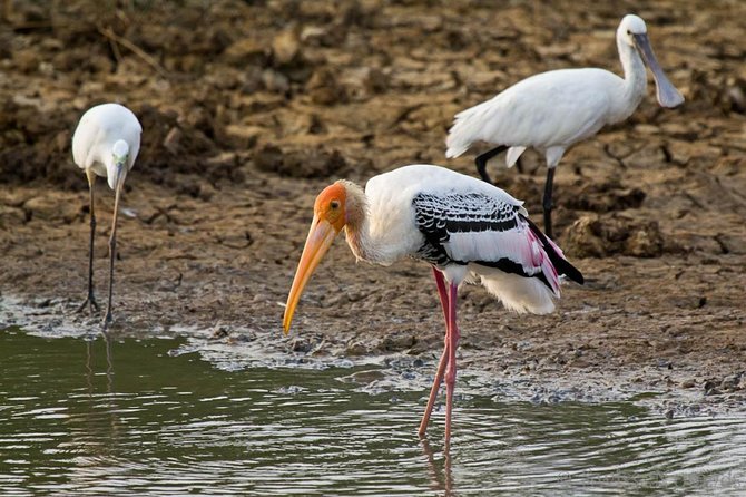 Yala Safari From Hambantota Port (Shore Excursion) - Directions