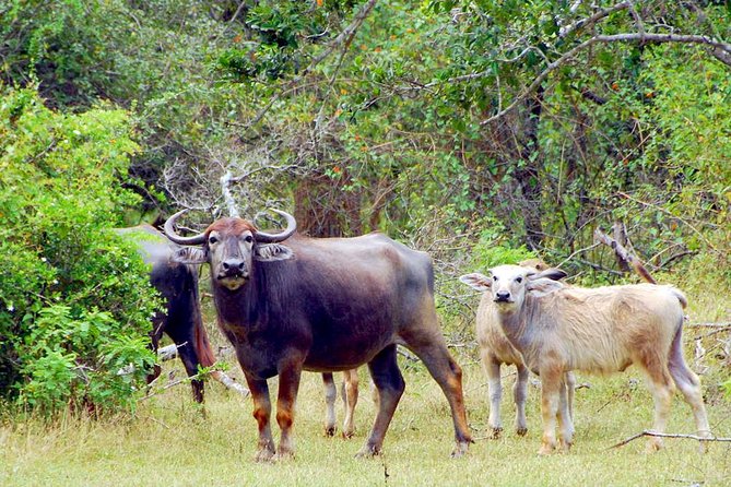 Yala Safari From Hambantota Port (Shore Excursion) - The Sum Up