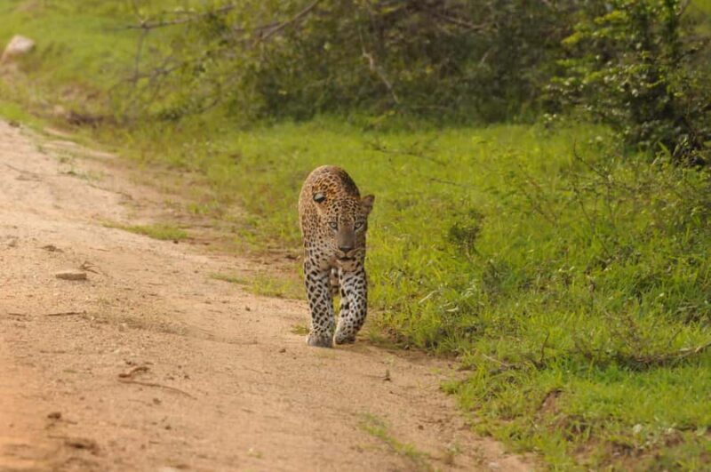 Yala Safari From Tissamaharama Safari Adventure - Duration and Pace