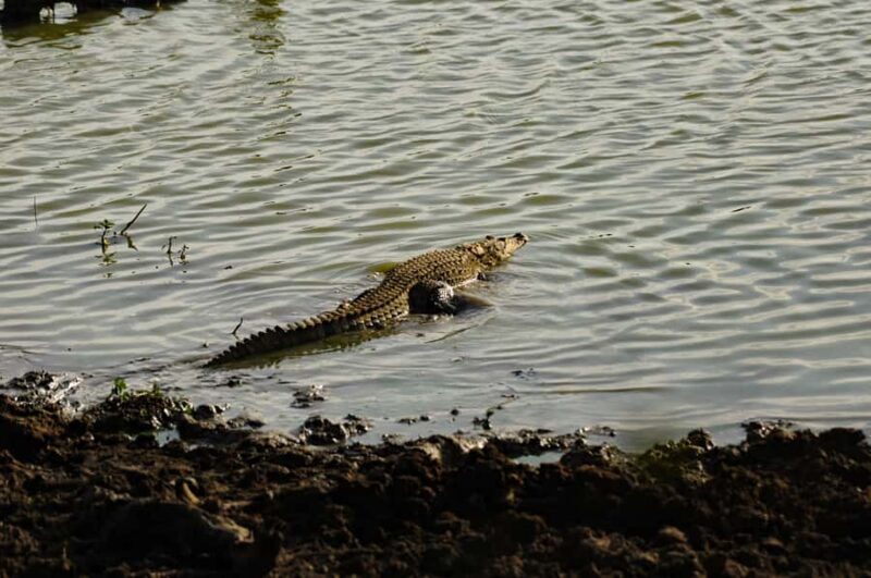 Yala Safari From Tissamaharama Safari Adventure - Value for Money