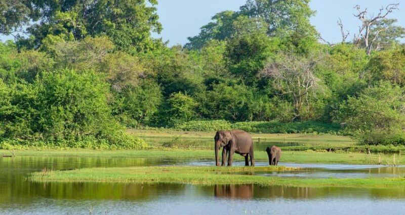 Yala Safari From Tissamaharama Safari Adventure - Good To Know