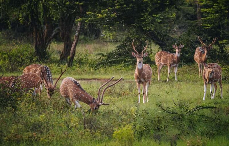 Yala Safari From Tissamaharama Safari Adventure - Exploring the Safari Itinerary: What You Can Expect