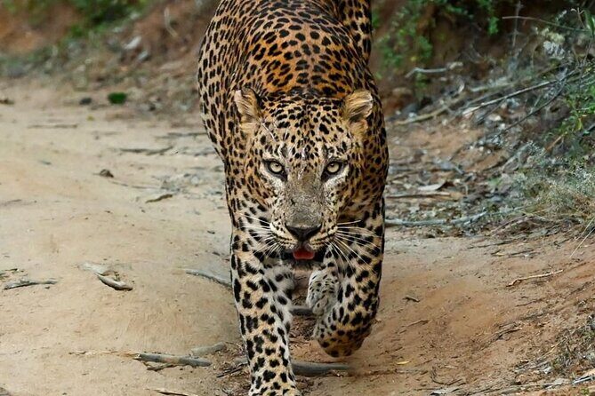 Yala Safari Half Day Tour - Good To Know  