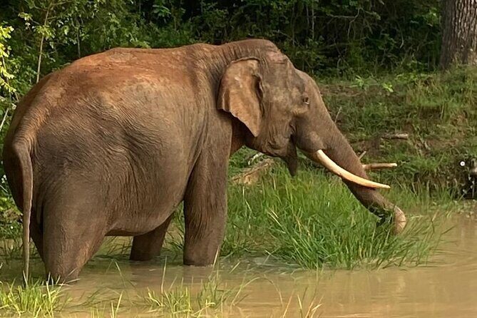 Yala Safari Half Day Tour - Introduction: What to Expect from the Yala Half-Day Safari